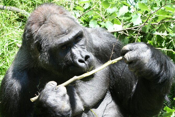 Gorilla Tracking & Batwa Culture Experience - Day three: Kabale scenery, Mbarara lunch, and Kampala