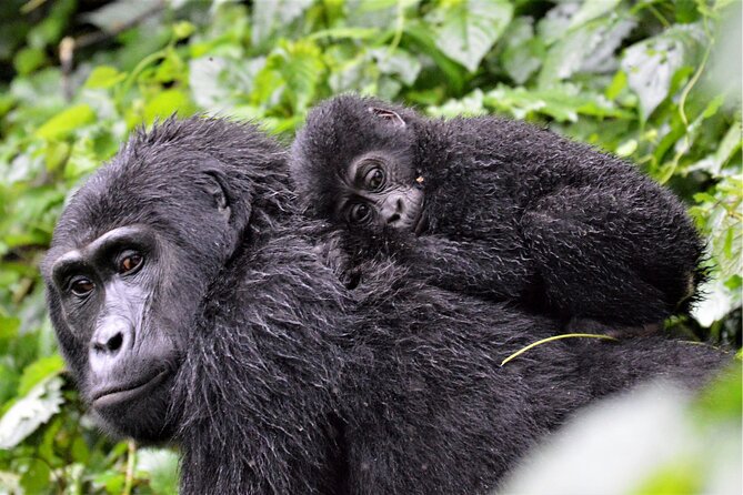 Gorilla Tracking & Batwa Culture Experience - What the $2,840 price really covers