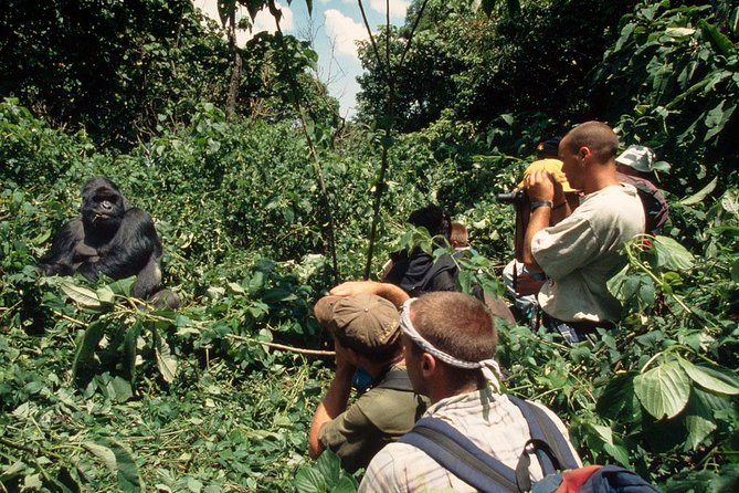 Gorilla Tracking & Batwa Culture Experience - Who should book this safari