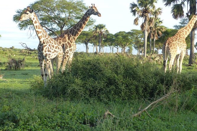 Gorilla trekking - Practical questions to settle before departure