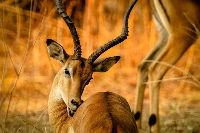 Guided Safari to Murchison Falls from Masindi - Who should book this safari?