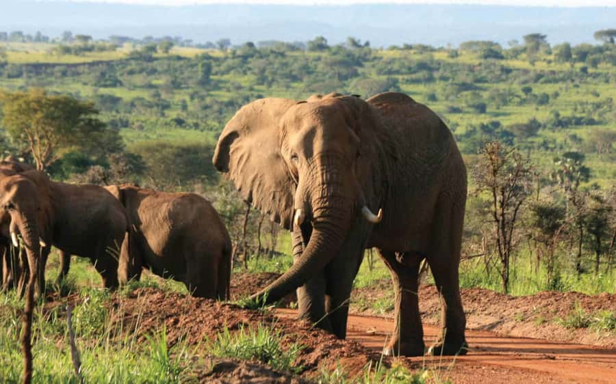 Kampala: 2-Day Murchison Falls National Park Safari - Key points before you book