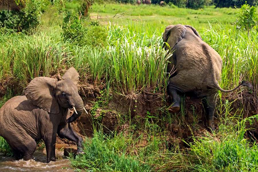 Kampala: 2-Day Murchison Falls National Park Safari - Seeing the Nile squeeze through the gorge