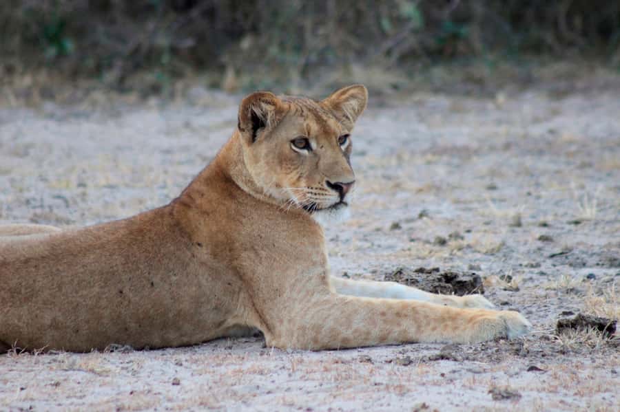Kampala: 2-Day Murchison Falls National Park Safari - The 6:30 AM game drive
