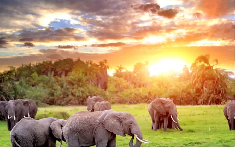 Kampala: 2-Day Murchison Falls National Park Safari - The return to Kampala and the Kabalega Diner stop