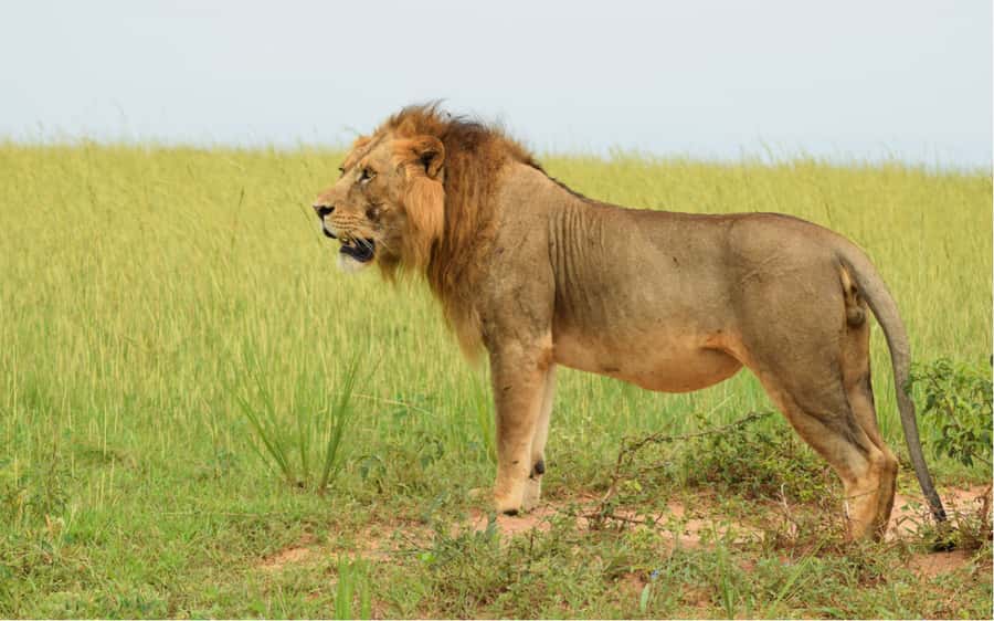 Kampala: 2-Day Murchison Falls National Park Safari - Does $950 per person offer good value?