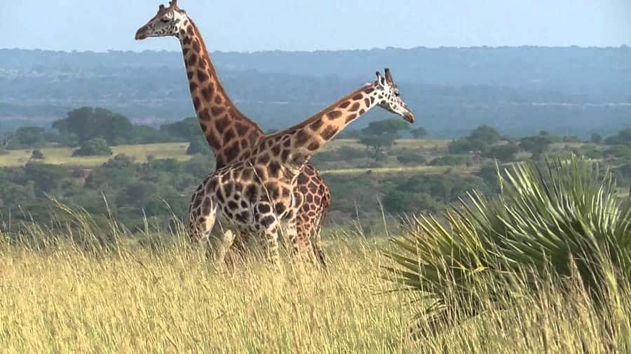 Kampala: 2-Day Murchison Falls National Park Safari - The long morning from Kampala to Murchison Falls