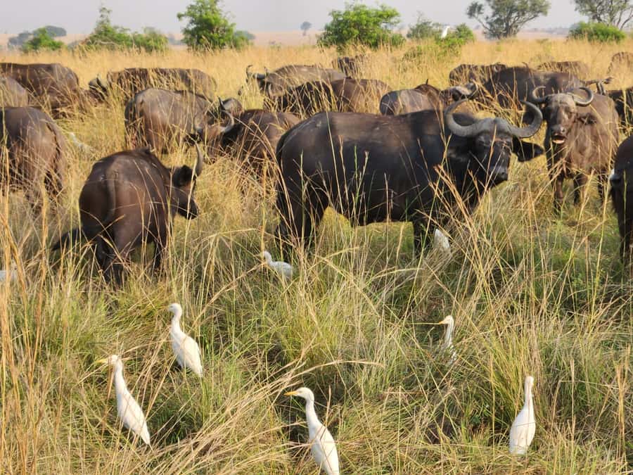 Kampala: 3-Day Murchison Falls Safari - Leaving Kampala for Uganda’s biggest park