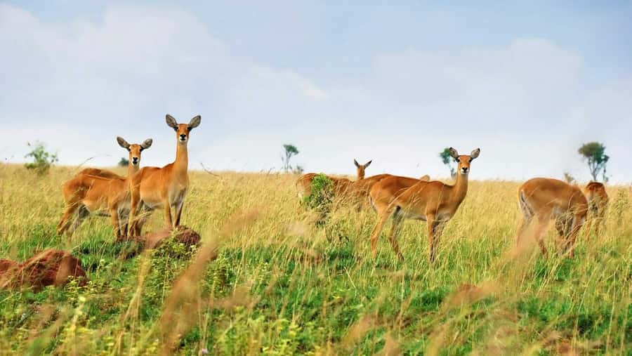 Kampala: 3-Day Murchison Falls Safari - The early game drive from the southern bank