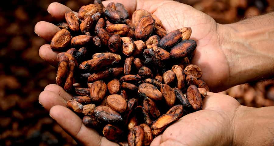 Kampala: Hands-On Chocolate Making Experience - From Cocoa Garden to Processing Room