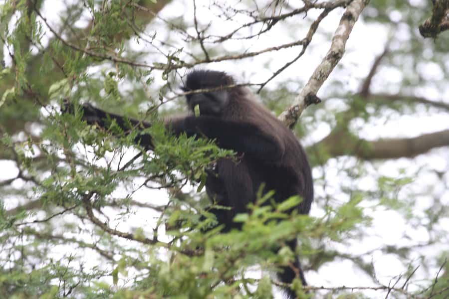 Kibale Forest Park: 3-Day Chimpanzee tracking & Crater lakes - Why Kibale Makes a Strong Three-Day Safari