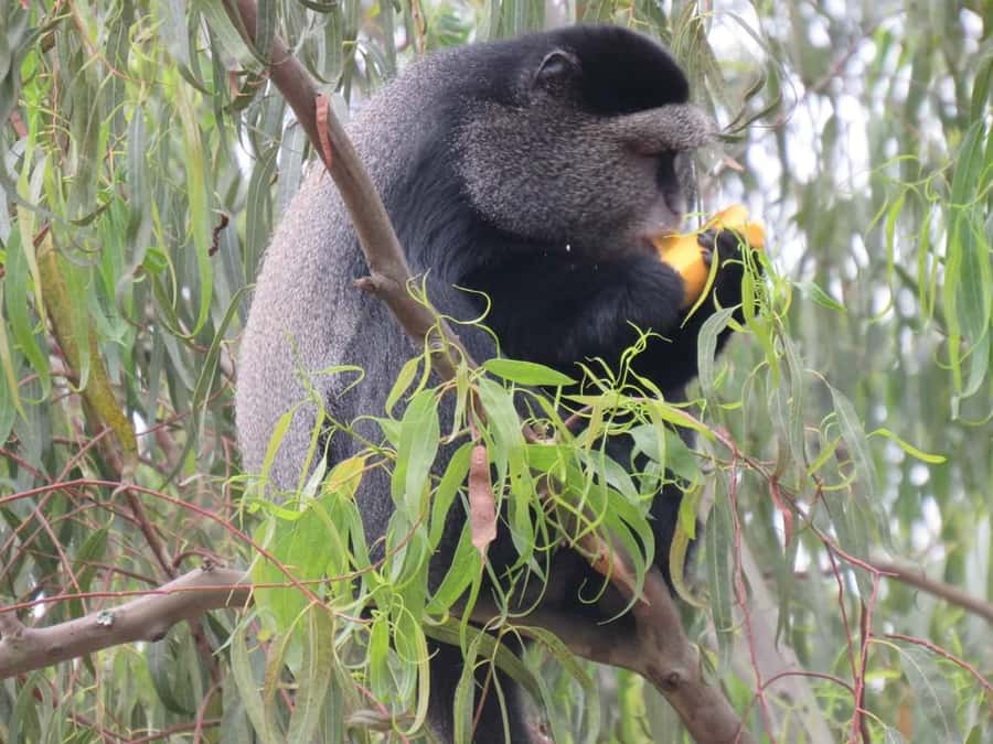 Kibale Forest Park: 3-Day Chimpanzee tracking & Crater lakes - Day One: Six Hours Through Uganda’s Tea Country