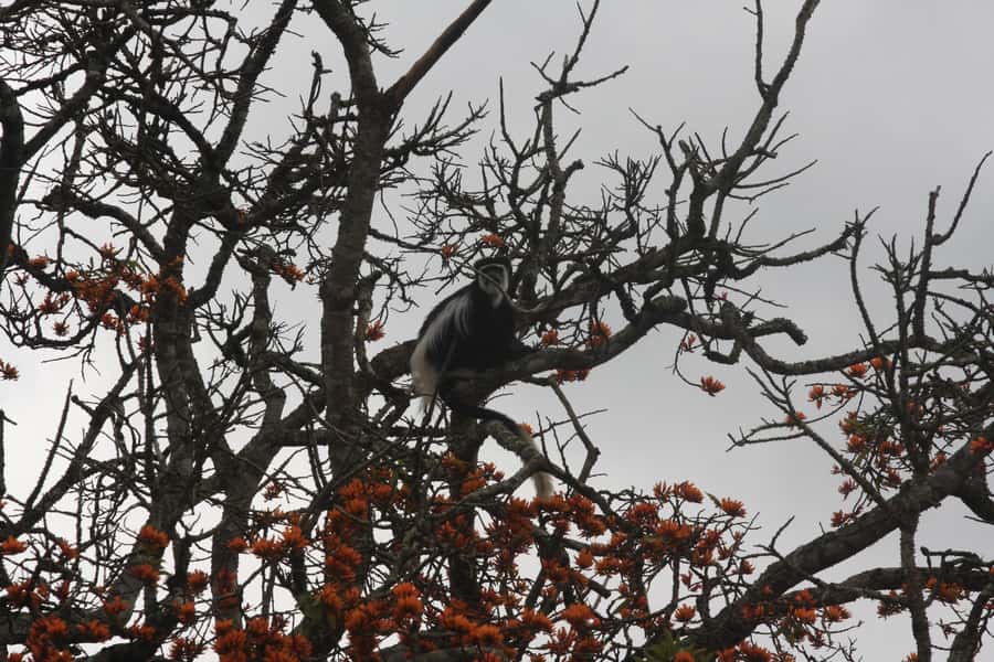 Kibale Forest Park: 3-Day Chimpanzee tracking & Crater lakes - Bigodi Wetland: A Community Walk With More Monkeys