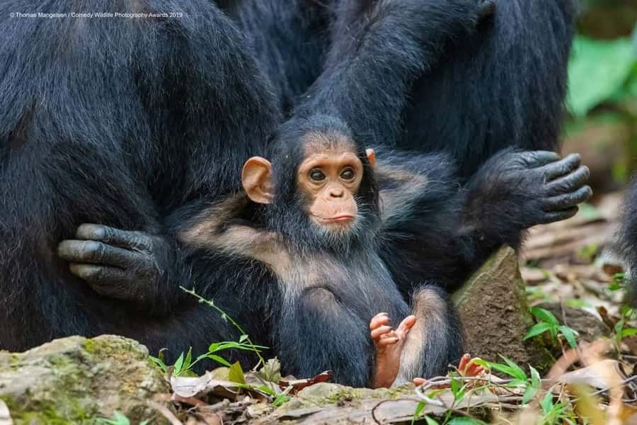 Kibale Forest Park: 3-Day Chimpanzee tracking & Crater lakes - What the $1,059 Price Really Buys