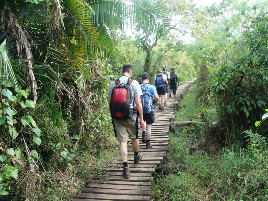 Kibale Forest Park: 3-Day Chimpanzee tracking & Crater lakes - Day Two: Chimpanzee Tracking at Kanyanchu