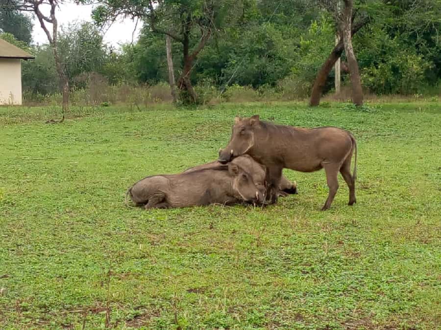 Lake Mburo National Park with Equator, Game Drive & Cruise - Lunch in the shade, then a slower hour on the water