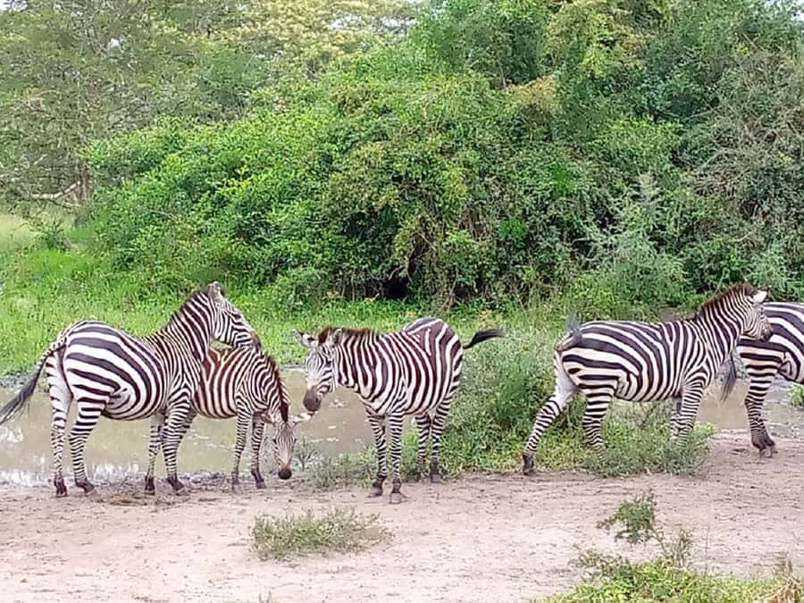 Lake Mburo National Park with Equator, Game Drive & Cruise - The long return and what to expect from the schedule