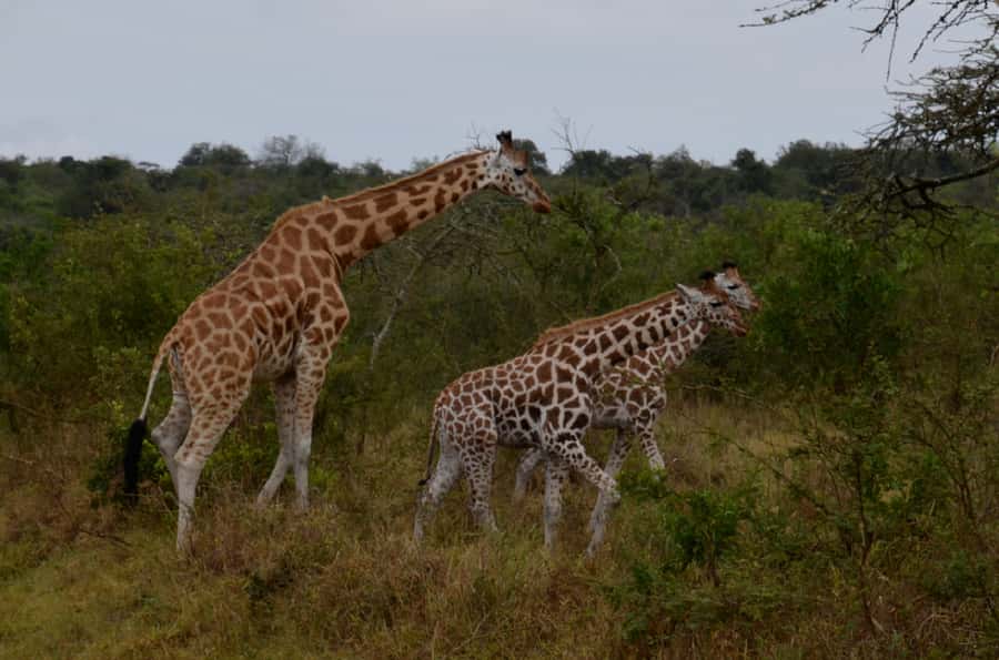 Lake Mburo National Park with Equator, Game Drive & Cruise - The early road to Kayabwe and the Equator