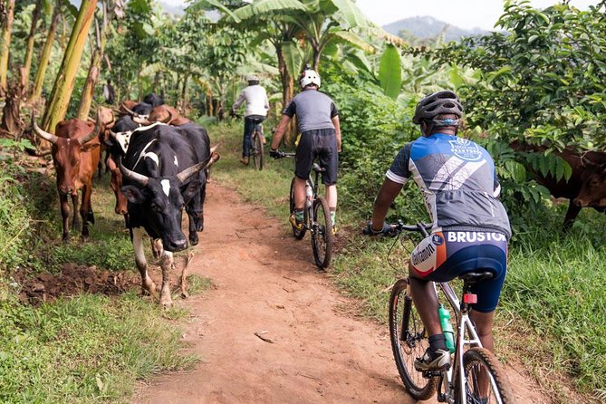 Lake Victoria Island Cycling Tour from Kampala - A white-sand beach, soda, and time to pause