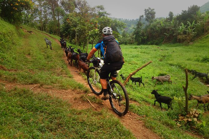 Lake Victoria Island Cycling Tour from Kampala - Who should book this ride?
