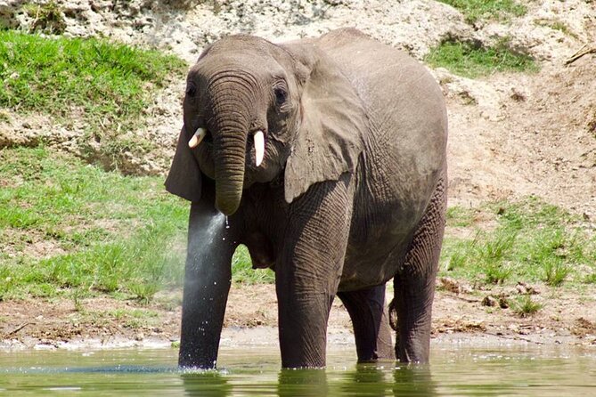 Mambo Gorilla Safaris, is an African based Tour Agency, offering the best ever - What Mambo Gorilla Safaris Offers in Uganda