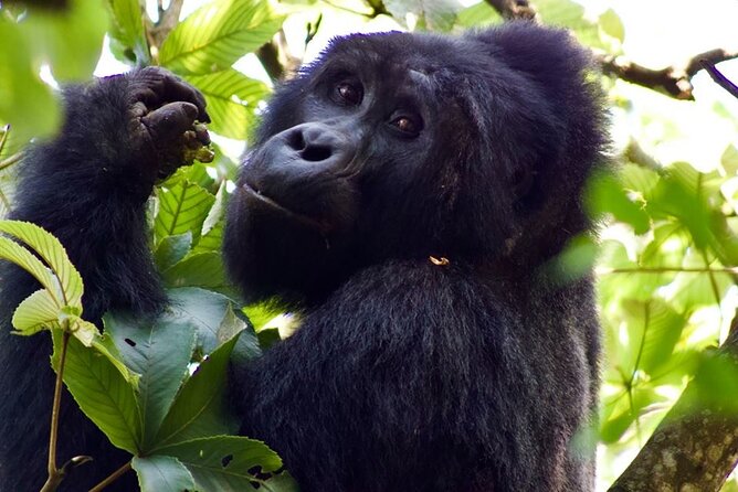 Mambo Gorilla Safaris, is an African based Tour Agency, offering the best ever - The 2:30 am Start From Kampala