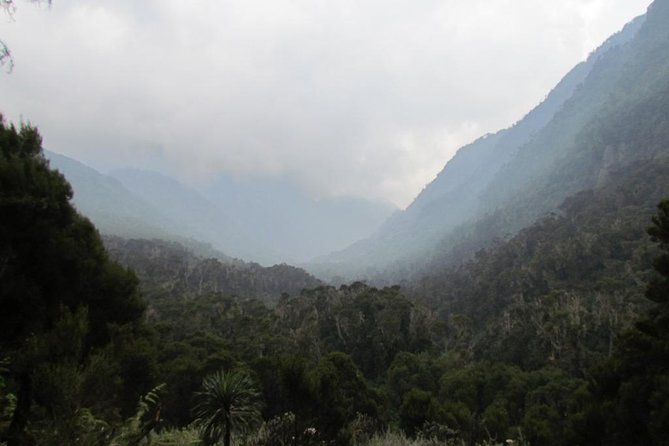 Mountain Rwenzori Trekking Uganda 9 Day Safari - Day 3: Bamboo forest, boulders, and John Matte Hut