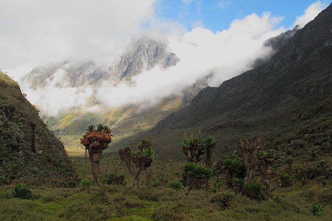 Mountain Rwenzori Trekking Uganda 9 Day Safari - Day 7: Freshfield Pass and the long descent