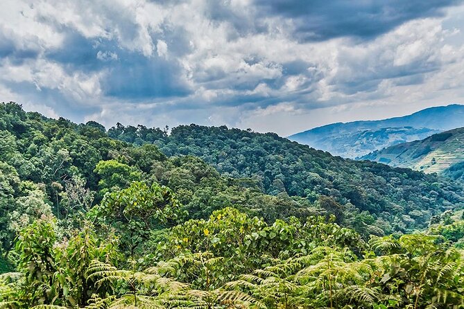 Multi Day Private Gorillas and Chimpanzee Trekking Tour in Uganda - Day 5: Gorilla trekking in Bwindi