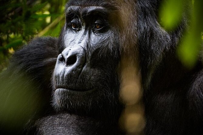Multi Day Private Gorillas and Chimpanzee Trekking Tour in Uganda - Day 7: A straightforward airport departure