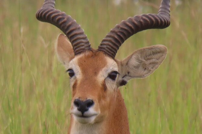 Murchison Falls 2 Days Game Safari (4 people Minimum required) - What the $630 price means for your safari