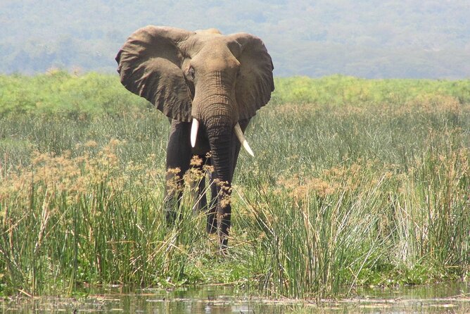 Murchison Falls 2 Days Game Safari (4 people Minimum required) - What to pack and what to clarify