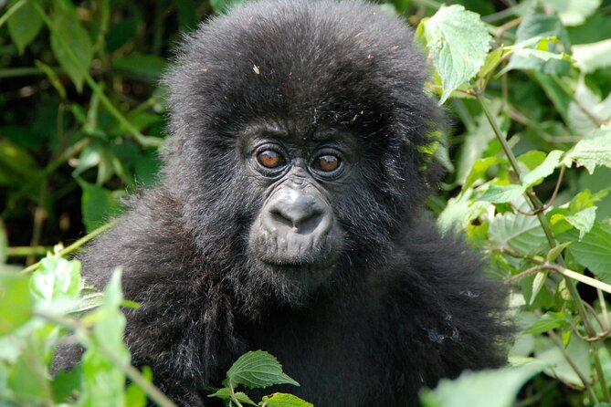 Private 3 Day Gorilla Trekking Safari in Uganda - Day 1: From Entebbe to the hills of Bwindi