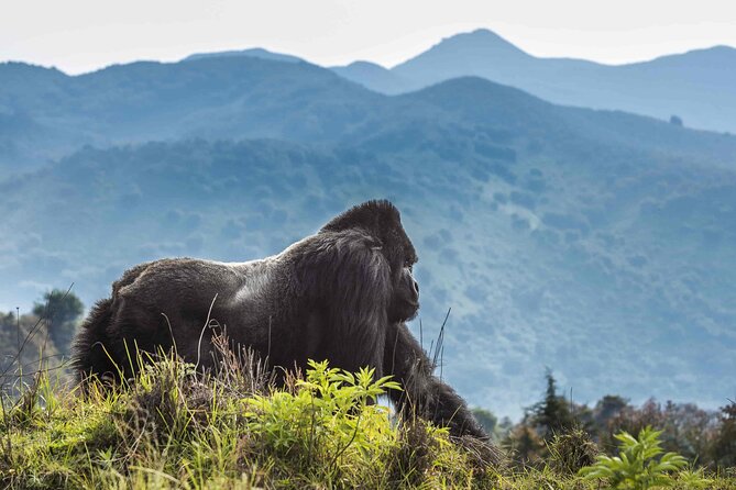Private 3 Day Gorilla Trekking Safari in Uganda - Meeting the Batwa community