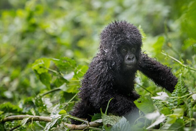 Private 3 Day Gorilla Trekking Safari in Uganda - Day 3: The return drive and Equator stop