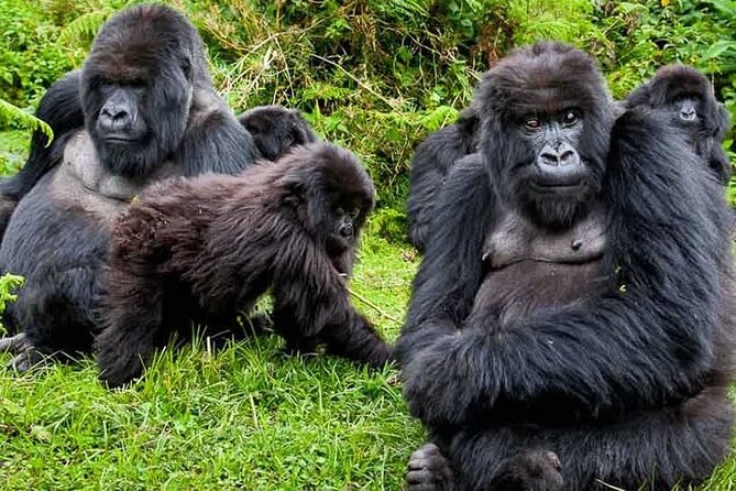 Private 3 Day Gorilla Trekking Safari in Uganda - What the $3,326 price really covers