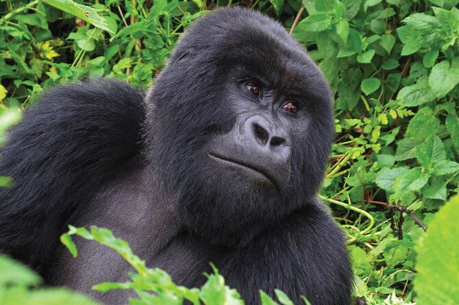 Private 3 Day Gorilla Trekking Safari in Uganda - The people who make the trip work