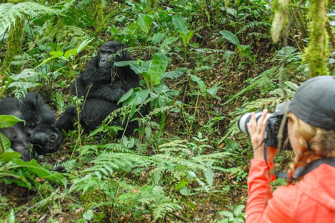 Private 3 Day Gorilla Trekking Safari in Uganda - Fitness, clothing, and the real demands of the forest