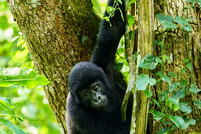 Private 3 Day Gorilla Trekking Safari in Uganda - Day 2: The gorilla trek through Bwindi