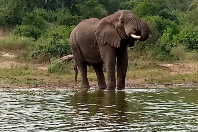 Private 3-Day Tour in Queen Elizabeth Park Safari
