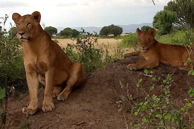 Private 3-Day Tour in Queen Elizabeth Park Safari - Who will enjoy this safari most?