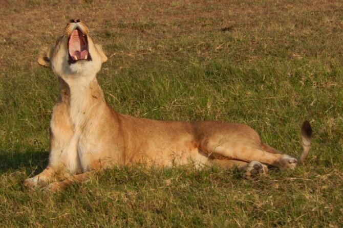 Private 3-Days of wildlife Safari exploring Uganda - Key points at a glance