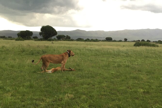 Queen Elizabeth Open Safari Jeeps for game drives. - The guide makes the difference