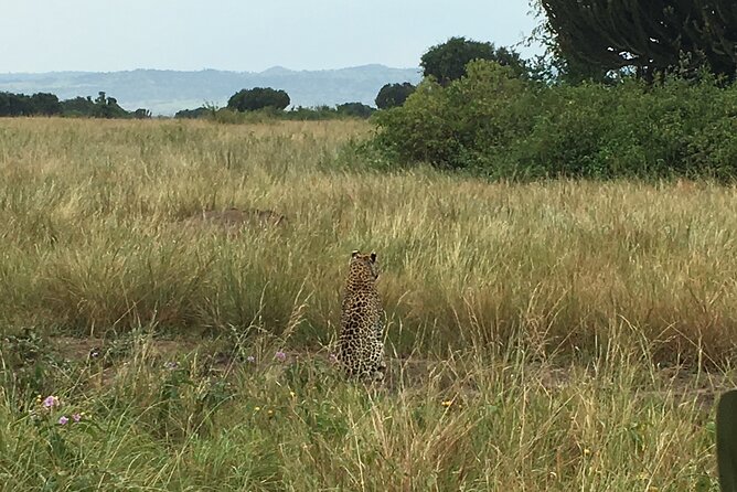 Queen Elizabeth Open Safari Jeeps for game drives. - What the $55 price really covers