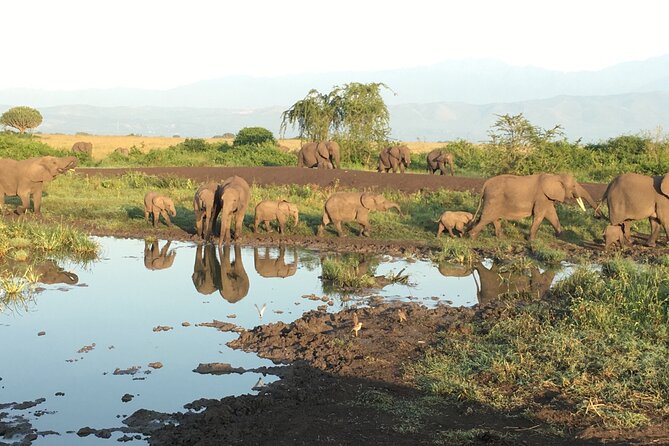 Queen Elizabeth Open Safari Jeeps for game drives. - The half-day format leaves room for more Uganda