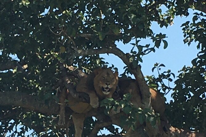 Queen Elizabeth Open Safari Jeeps for game drives. - Booking timing and cancellation caution
