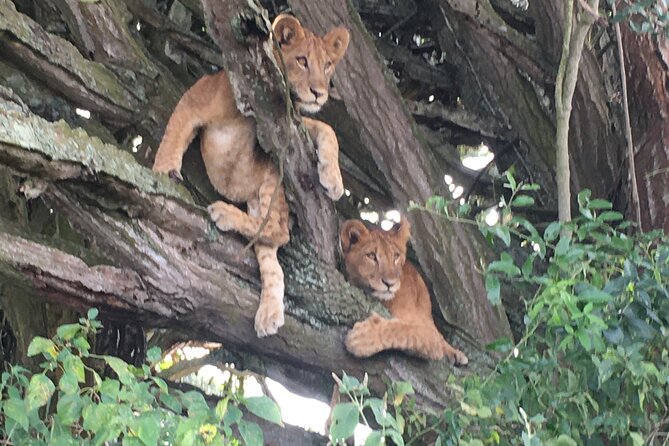 Queen Elizabeth Open Safari Jeeps for game drives. - What you may see during the five-hour drive