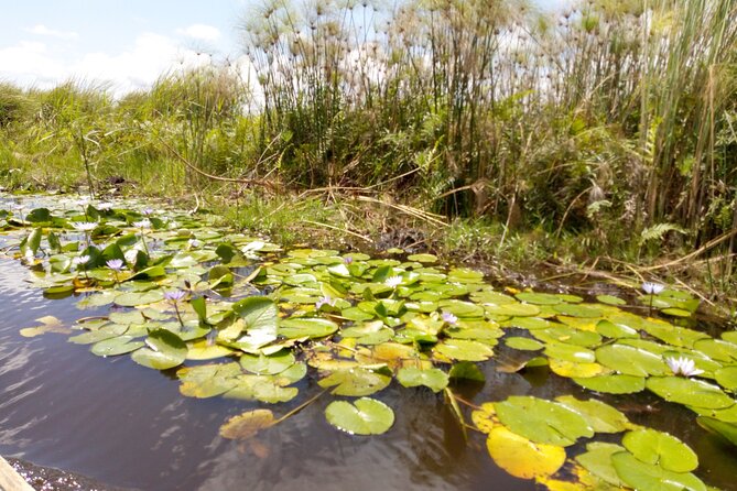 Shoebill stock tracking experience at Mabamba - Why Mabamba Swamp is the right place for a Shoebill