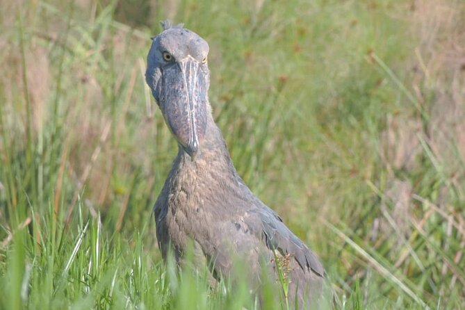 Shoebill stock tracking experience at Mabamba - What the four-hour schedule gives you