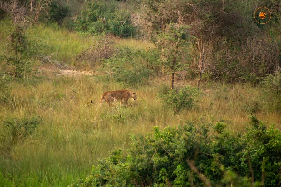 The Big5 3 Days Wildlife Adventure Experience in Uganda. - Who will enjoy this safari most?